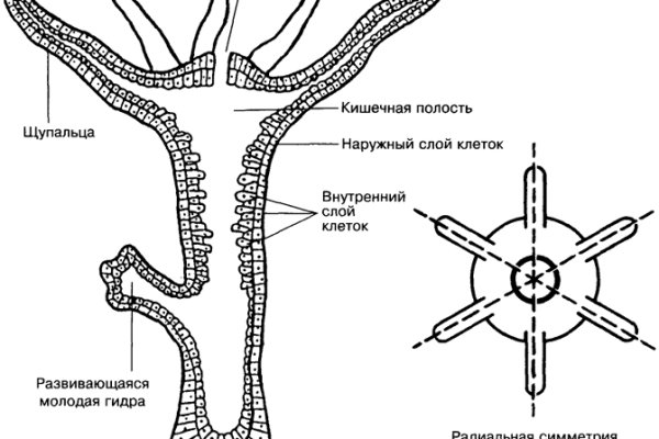 Правильная ссылка на hydra